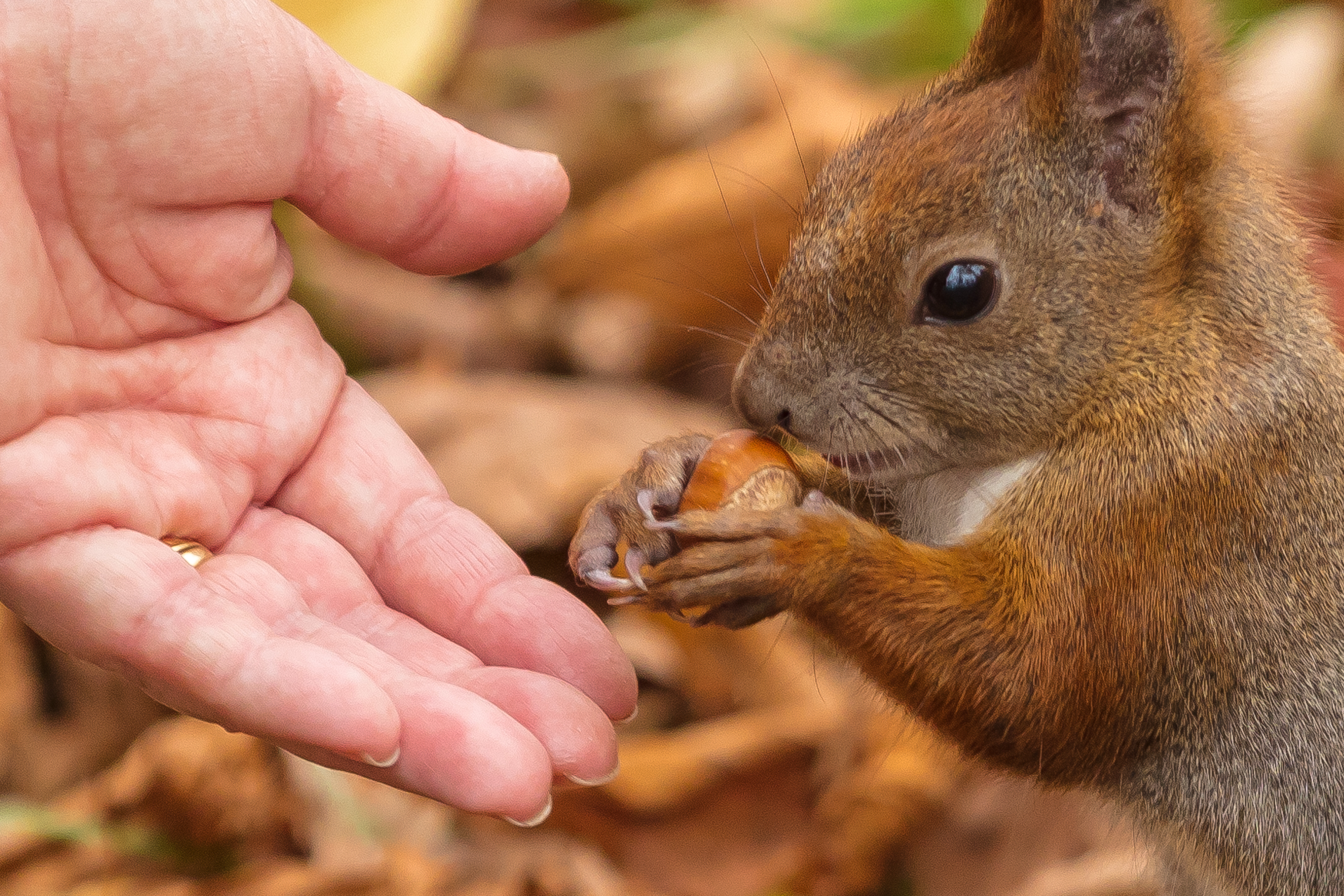 L'écureuil roux : alimentation, habitat et comportement