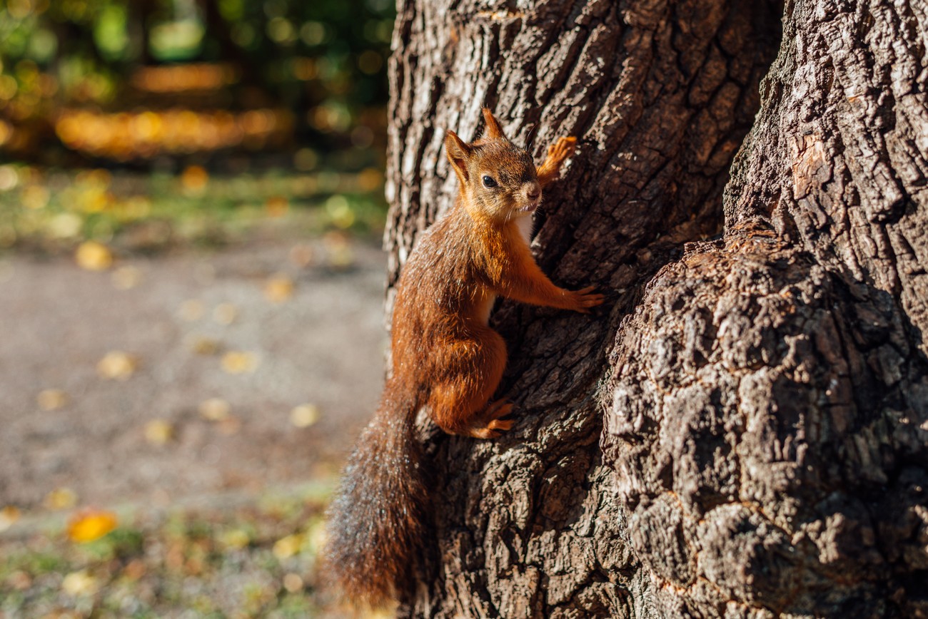 Squirrel sitting on tree in park at fall