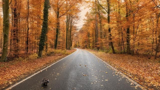 Hérisson qui traverse la route