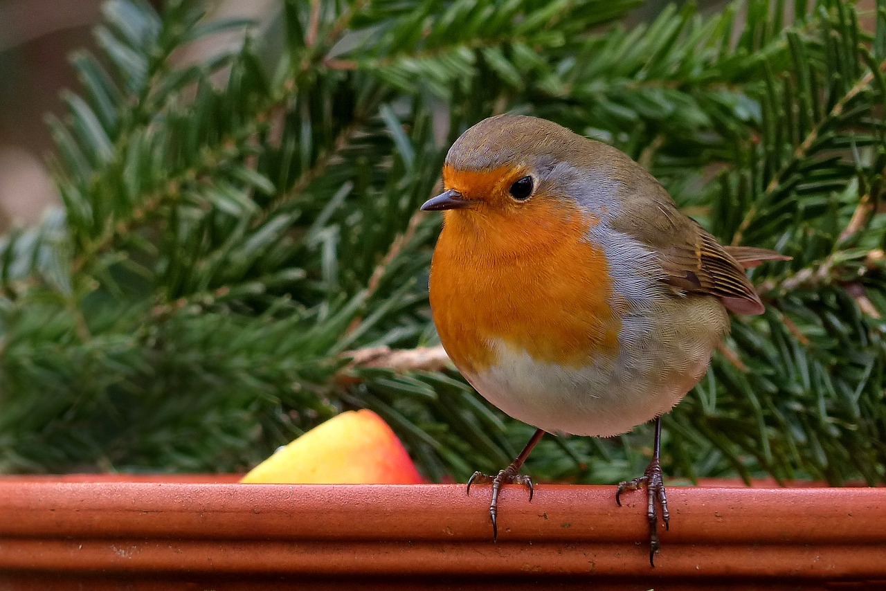 Nichoirs pour Rouge-Gorge : Guide Complet pour Préserver la Biodiversité