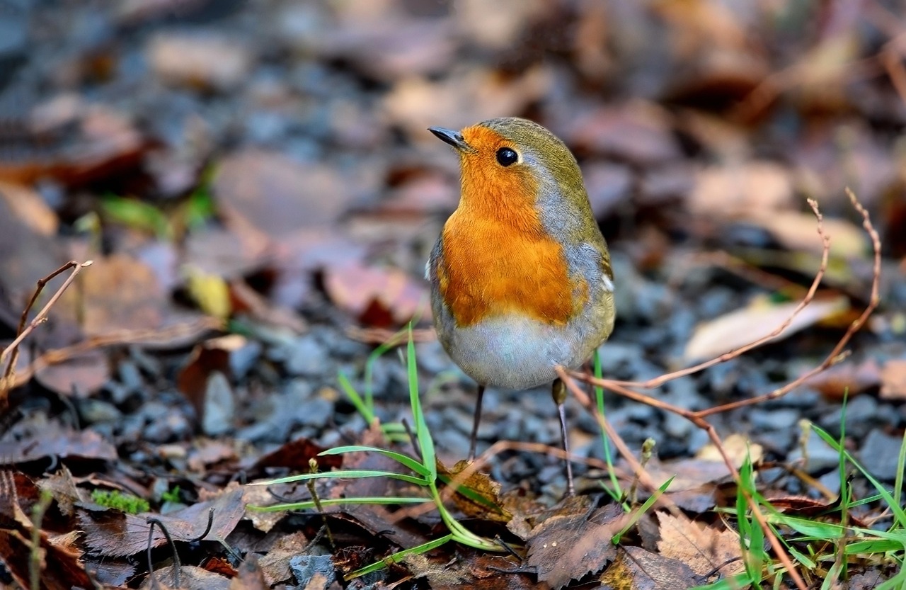 Rouge Gorge 2