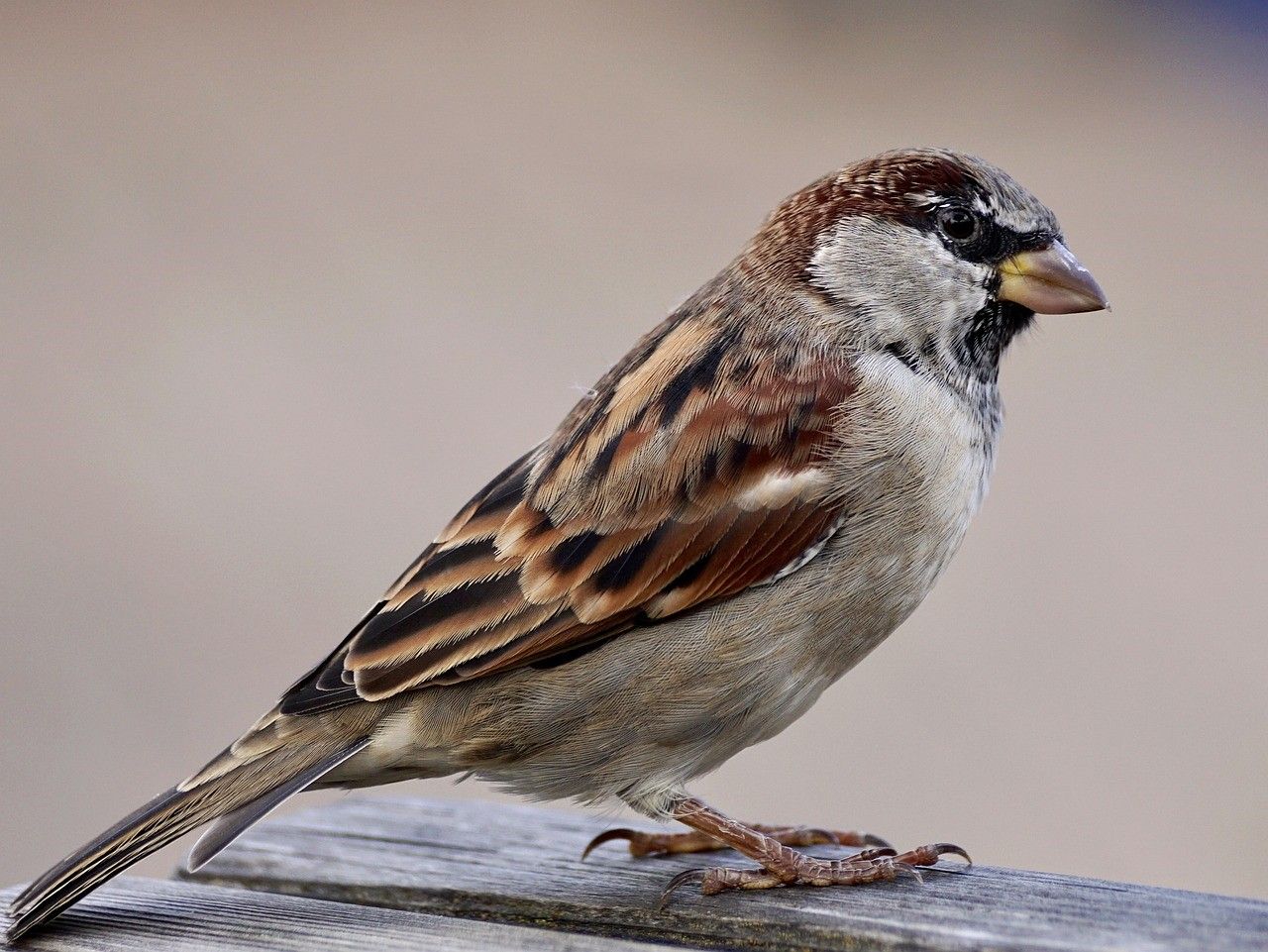 Moineau domestique mâle