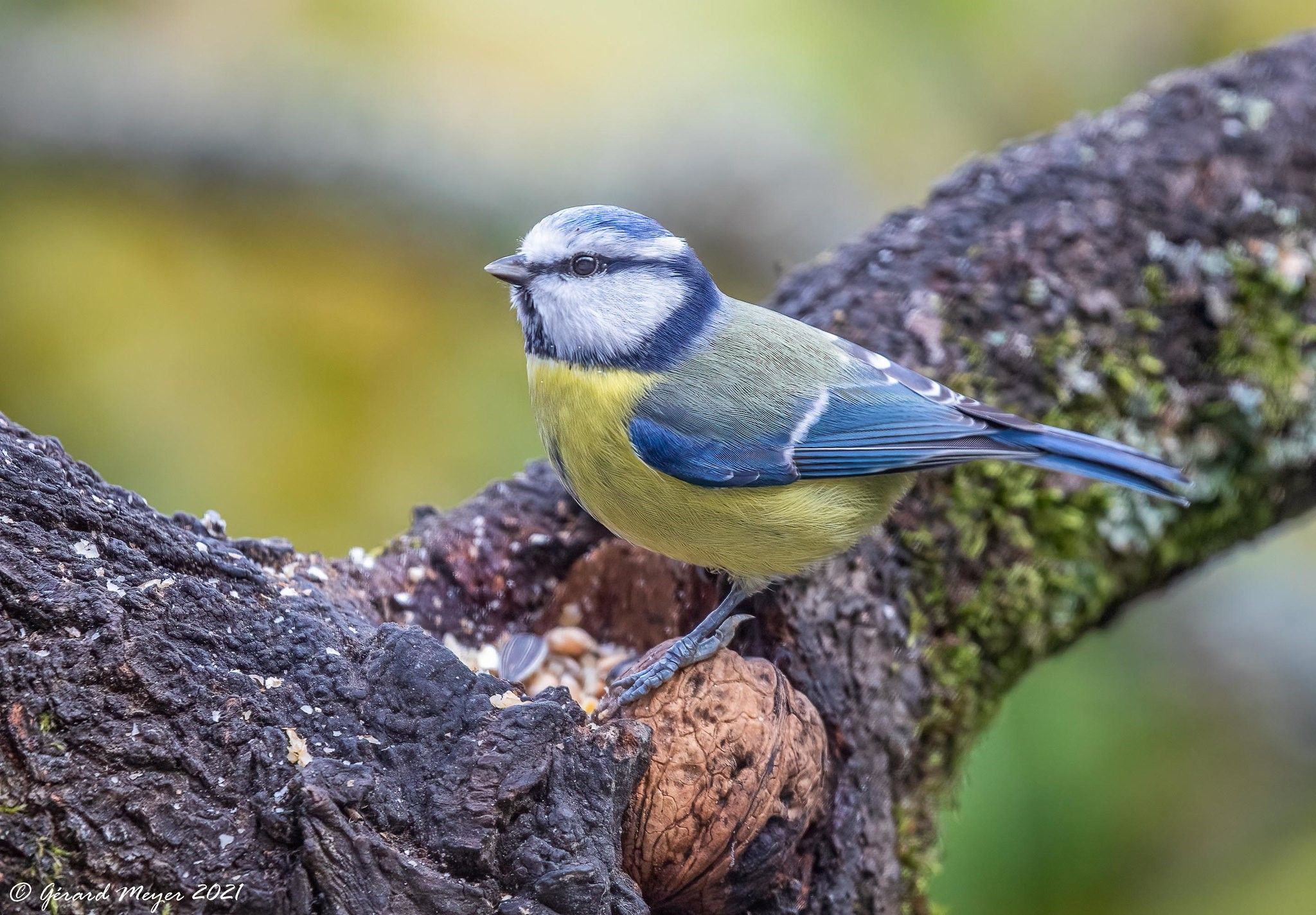 Top 10 des oiseaux du Jardin qu’on aime observer