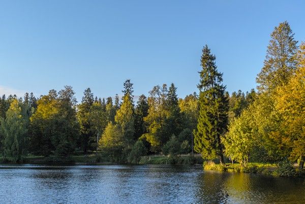 Forêt Jira près du lac