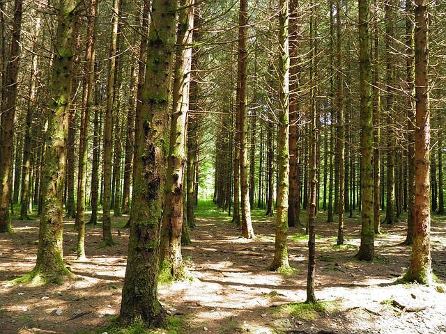 Forêt sapins jura