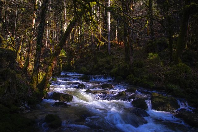 Jura Rivière forêt