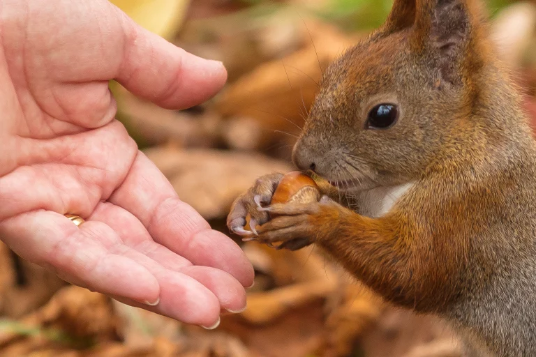 L’écureuil roux : alimentation, habitat et comportement