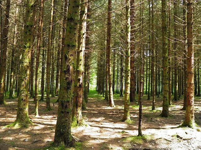 Les forêts protégées du Jura