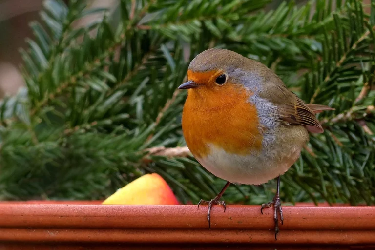 Nichoirs pour Rouge-Gorge : Guide Complet pour Préserver la Biodiversité
