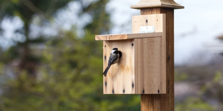 Nichoirs oiseaux : comment et où les installer ?