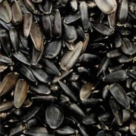 Tournesol noir micro