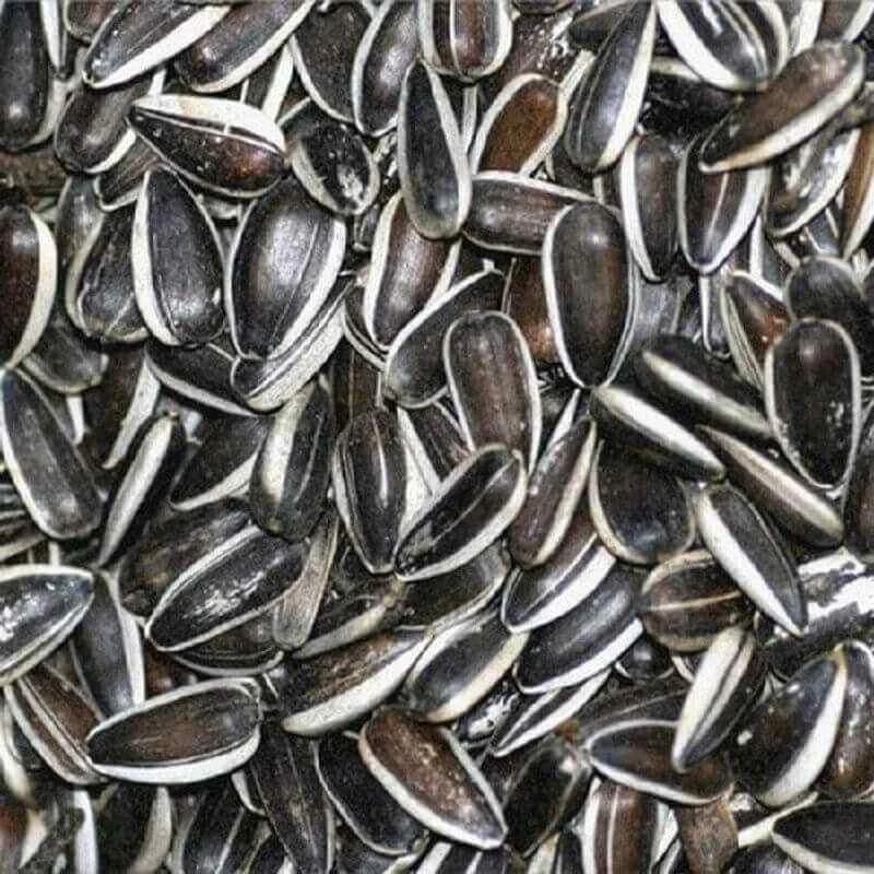 Graines de tournesol strié 1 kg